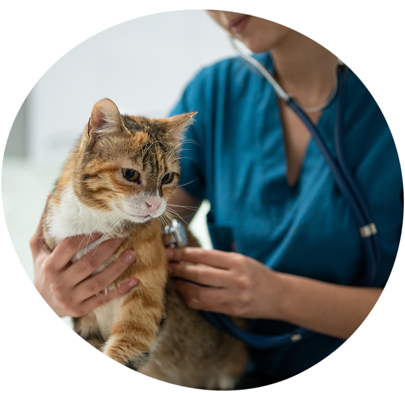 A vet examining a cat with a stethoscope
