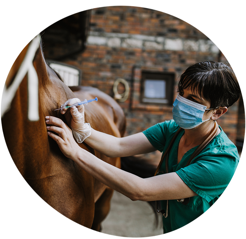 A veterinary surgeon attending to a horse